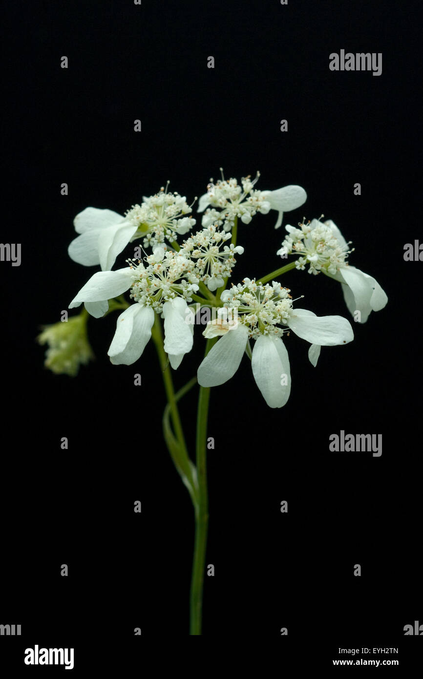 Strahlenbreitsame, Orlaya grandiflora, Stock Photo