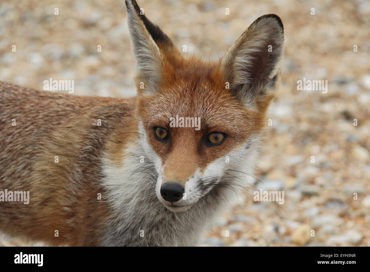 A WILD BRITISH ADULT RED FOX Stock Photo