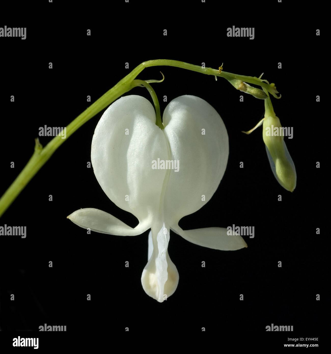 Traenendes, Herz, Weiss, Dicentra, spectabiles Stock Photo Alamy
