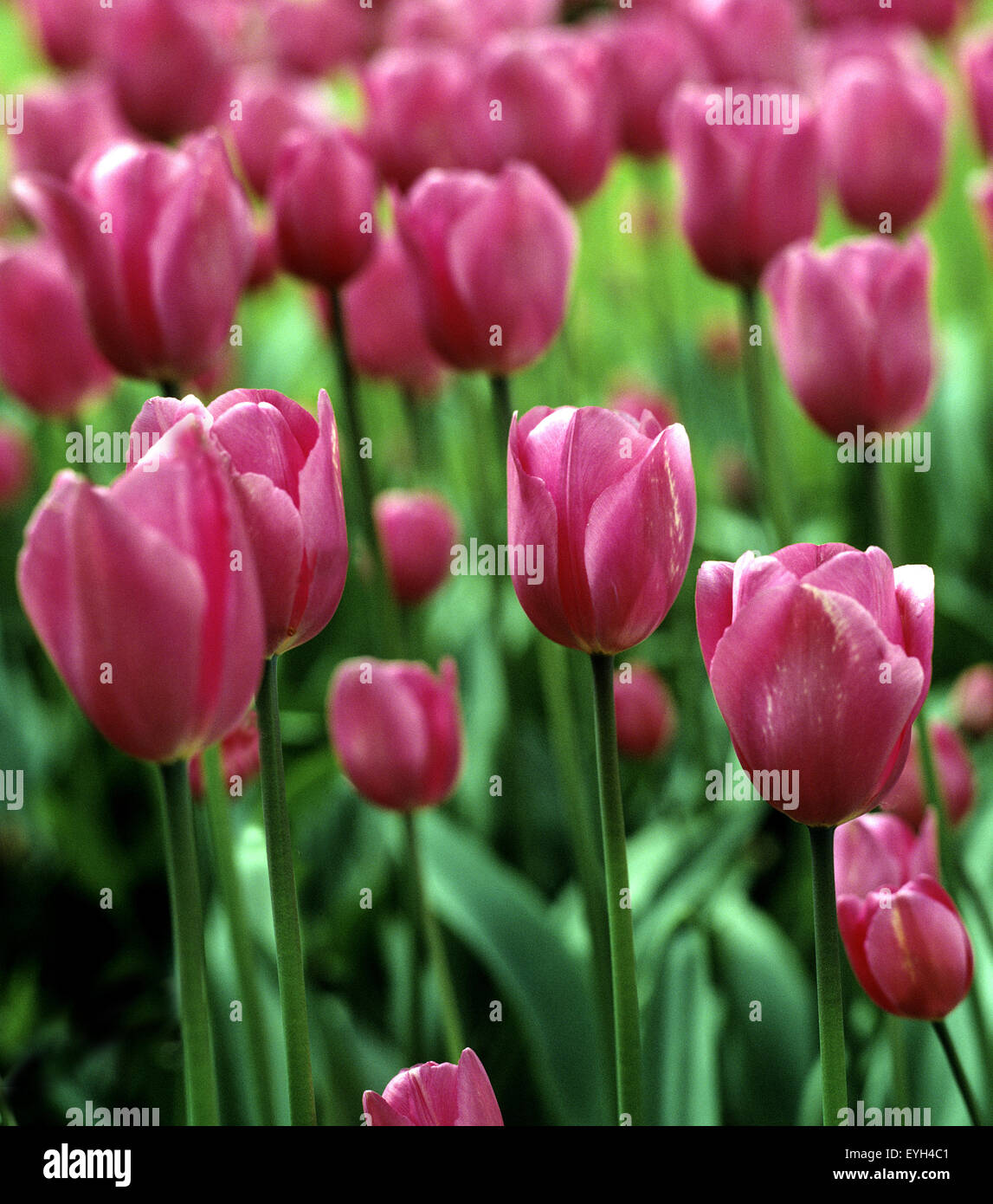 Triumpf-Tulpe, Tulipa, Zwiebelgewächs, Frühjahrsblume, Blume, Gartenpflanze, Triumpf Tulpe, Don Quichotte, Tulpen, Tulpe, Zwiebe Stock Photo