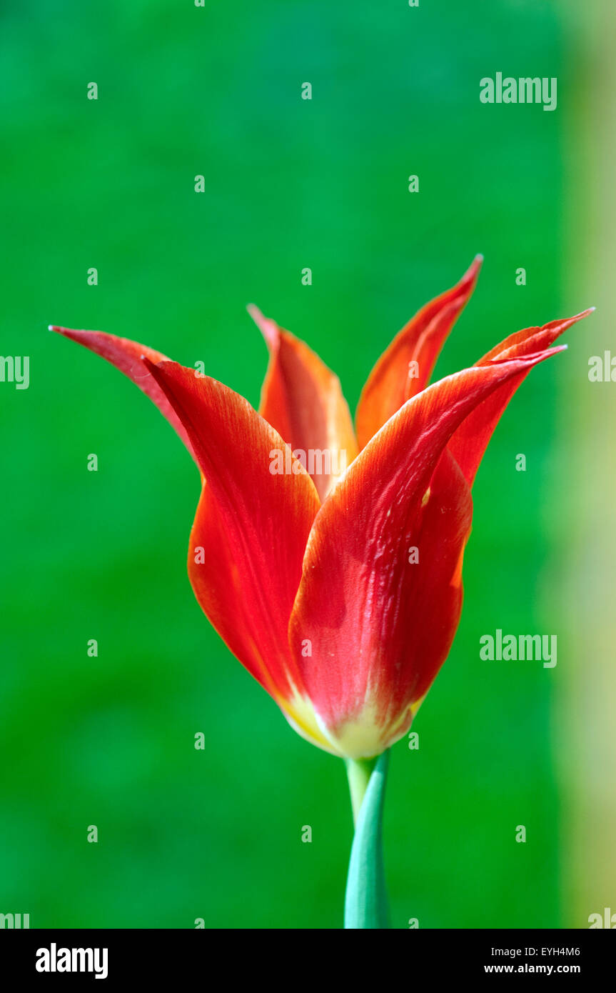 lilienfoermige Tulpe Stock Photo