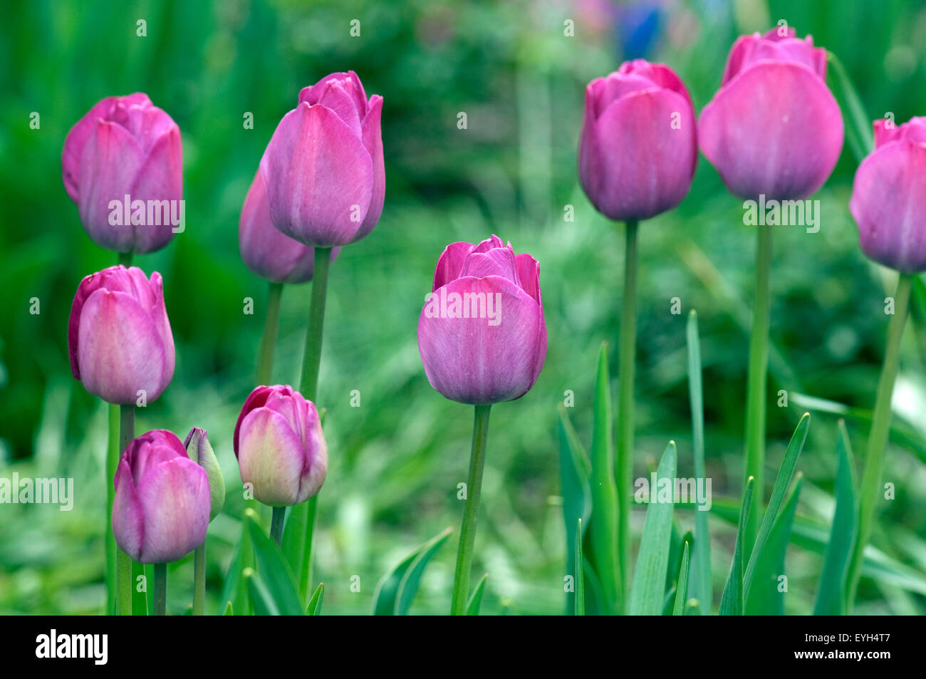 Tulpenbluete Stock Photo