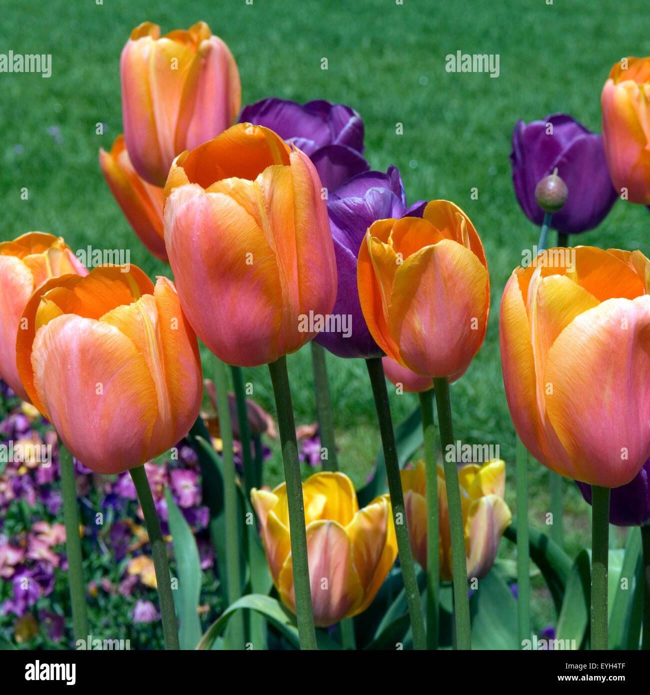 Tulpenbluete, Tulpe, Tulpen, Tulipa, Stock Photo