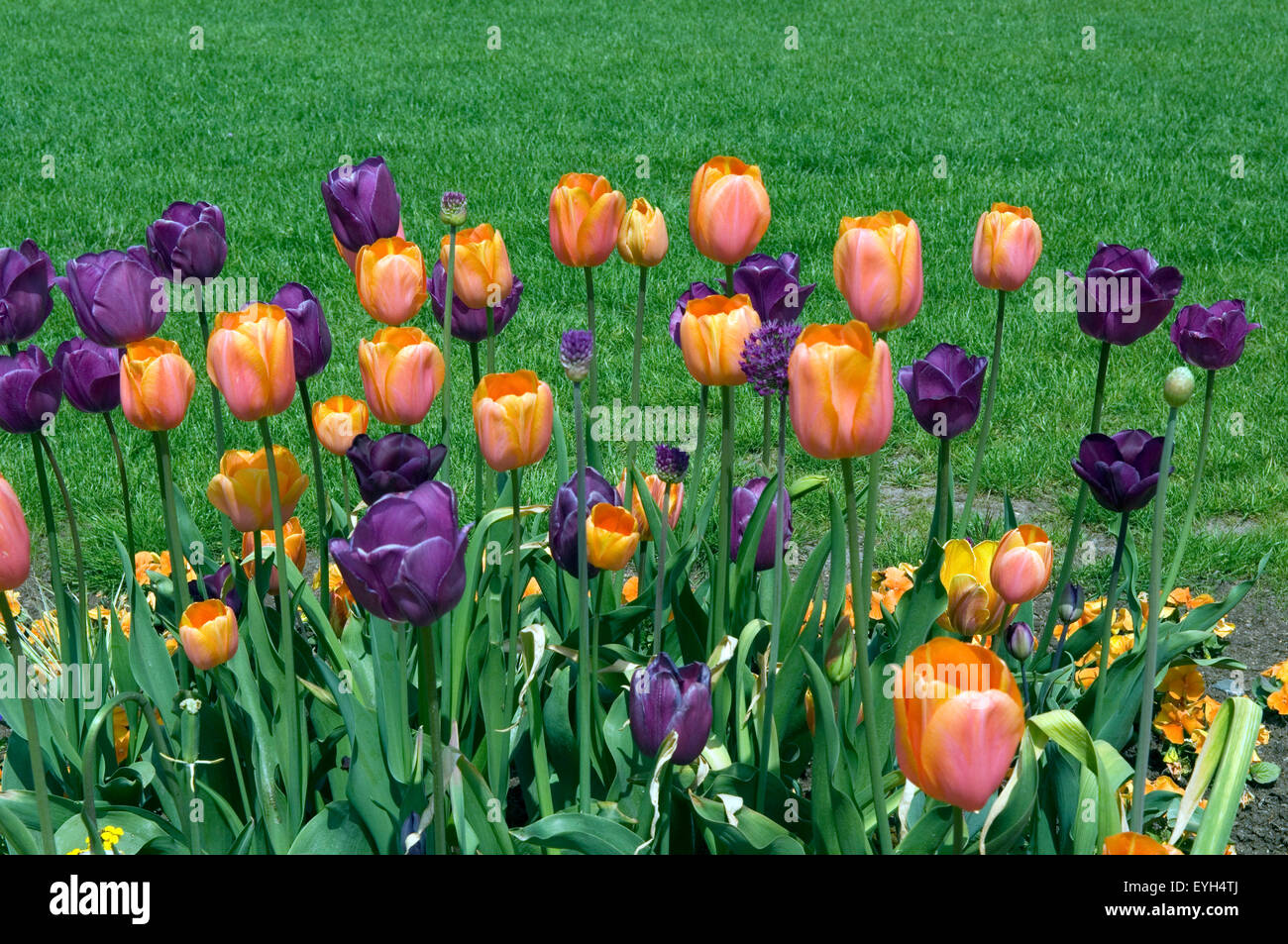 Tulpenbluete, Tulpe, Tulpen, Tulipa, Stock Photo