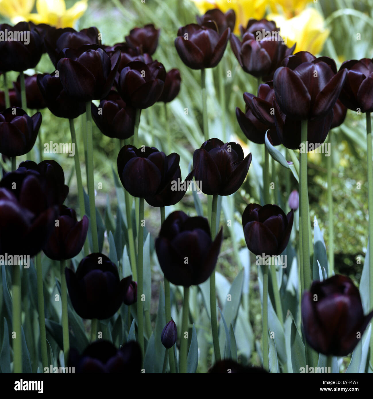 Tulpenbluete, Tulpe, Tulpen, Tulipa, Stock Photo