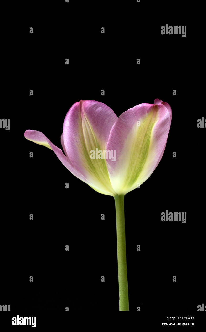 Tulpenbluete, Tulpe, Tulpen, Tulipa, Stock Photo
