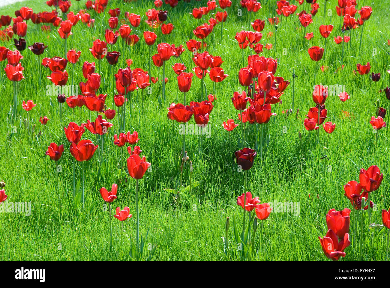 Tulpenbluete, Tulpe, Tulpen, Tulipa, Stock Photo