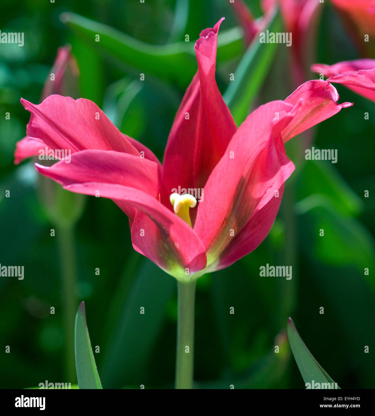 Dolls minuet tulips hires stock photography and images Alamy