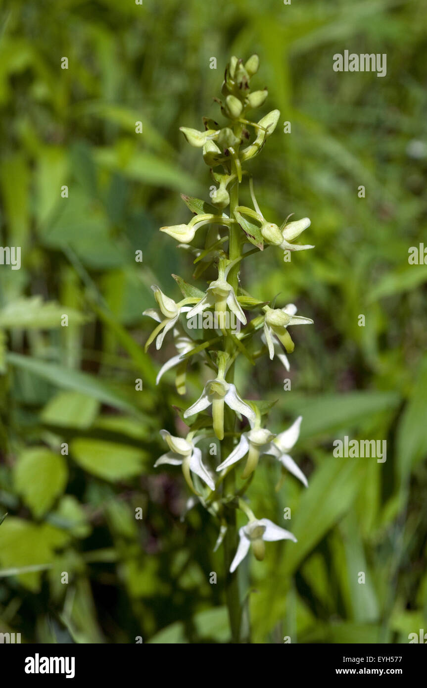 Gruene Waldhyazinthe, Platanthera chlorantha, Stock Photo