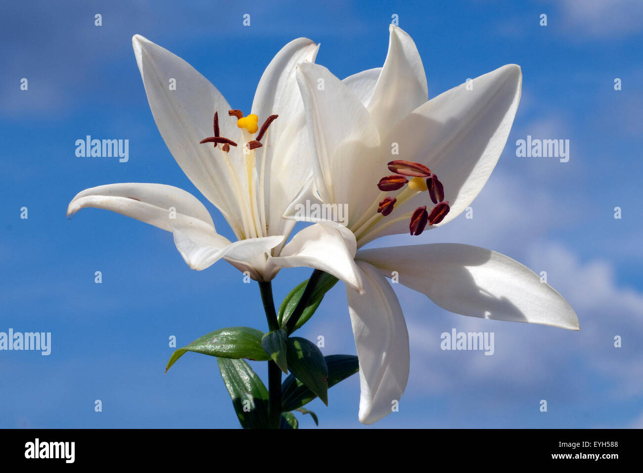 Weisse, lilie; hybride; lilien; hybriden; Stock Photo