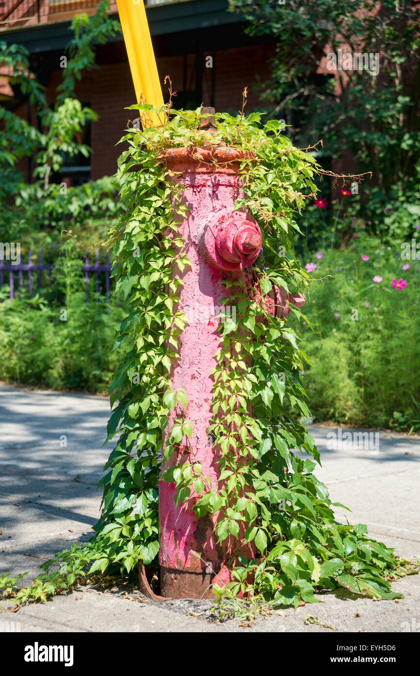 Nature reclaiming a fire hydrant in Montreal (Canada). Illustration of Nature reclaiming Cities Stock Photo
