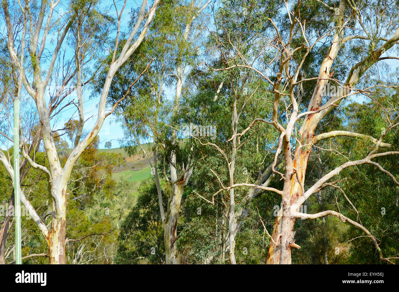 Natural Australian Bushland Landscape, in South Australia Stock Photo Alamy