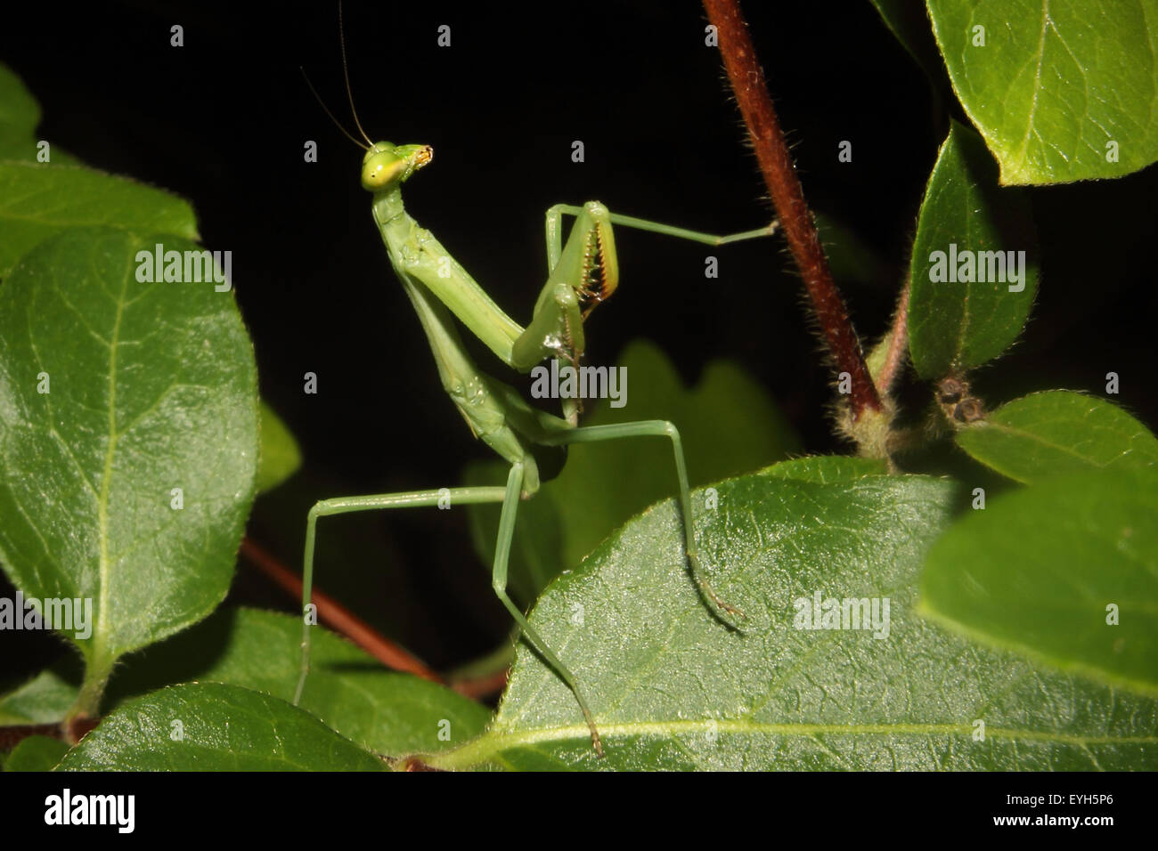 A Praying mantis moves about the foliage. Stock Photo