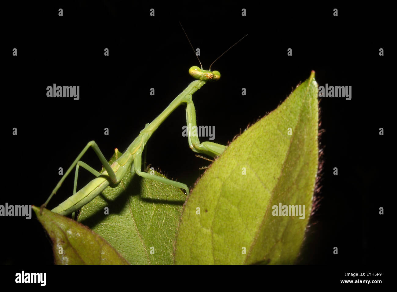 A Praying mantis moves about the foliage. Stock Photo