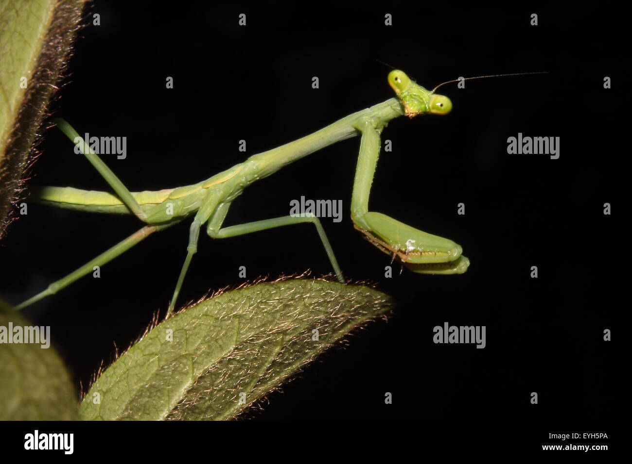 A Praying mantis moves about the foliage. Stock Photo