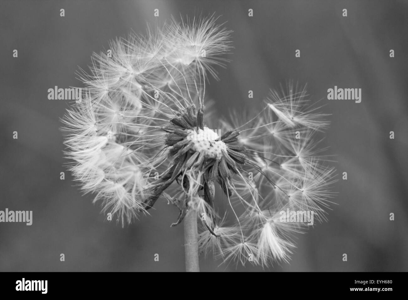 Dandelion seeds just ready to blow away in the wind. Stock Photo