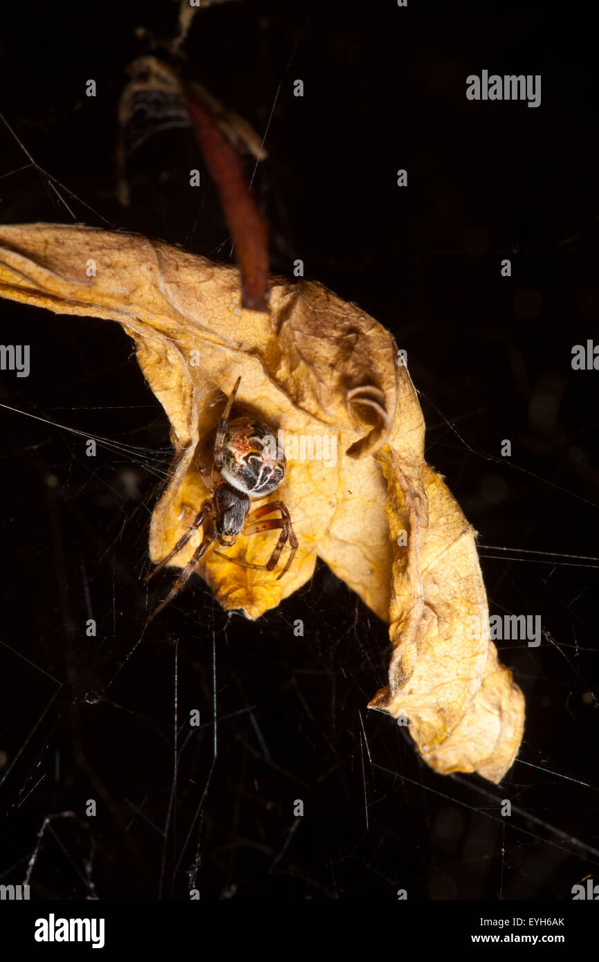 Garden Spider Hiding In A Hibiscus Petal Stock Photo Alamy Garden Spider Hiding In A Hibiscus Petal Stock Photo Alamy