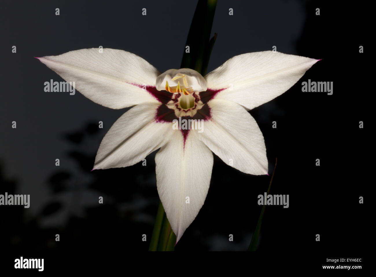 Peacock Orchid or Gladiolus acidanthera Stock Photo