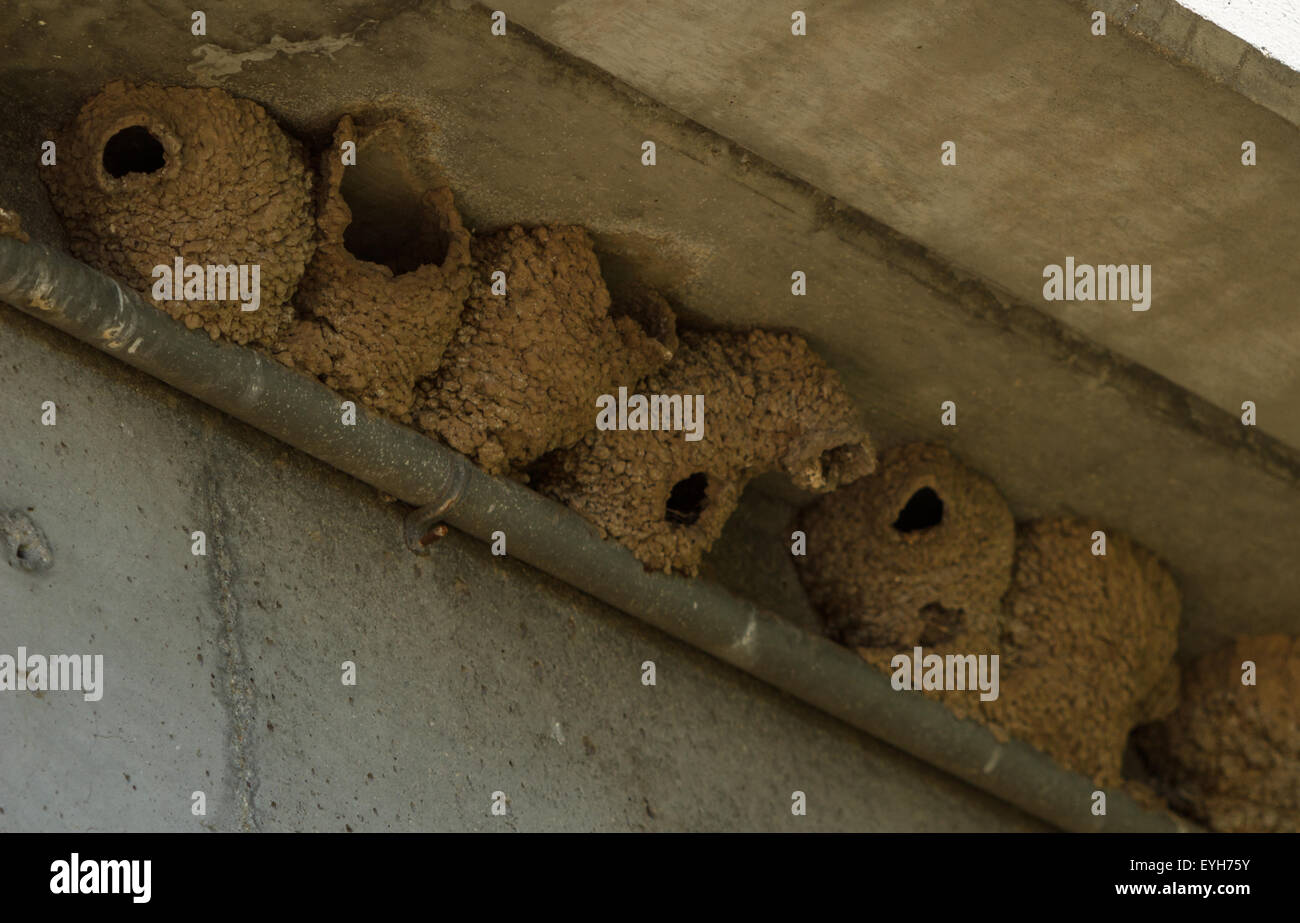 Mud tree swallow nests under a bridge in spring Stock Photo Alamy