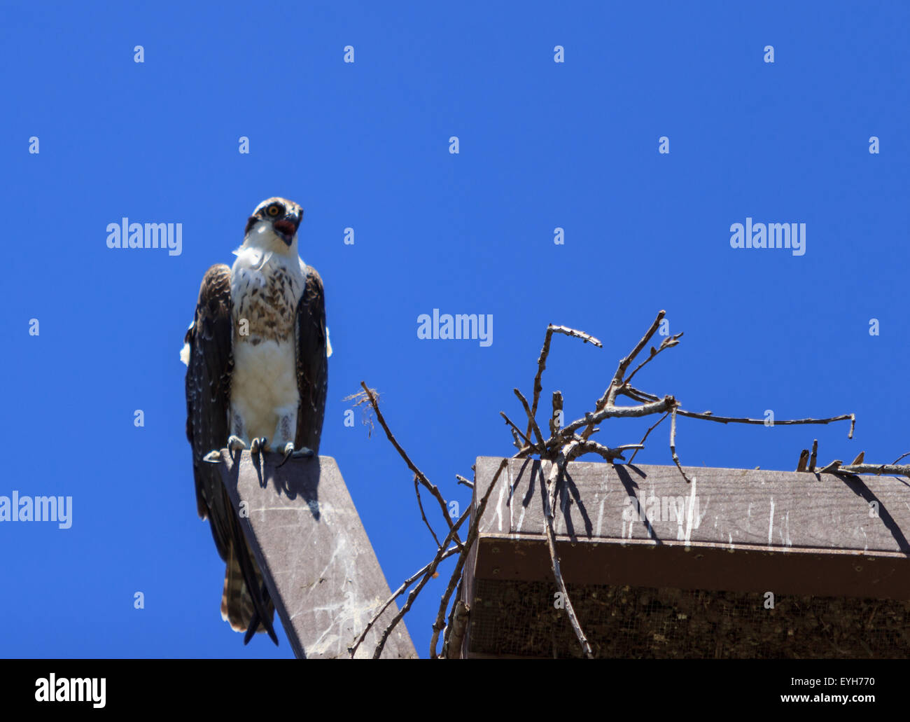 Male osprey bird, Pandion haliaetus, perched on its nest in spring Stock Photo