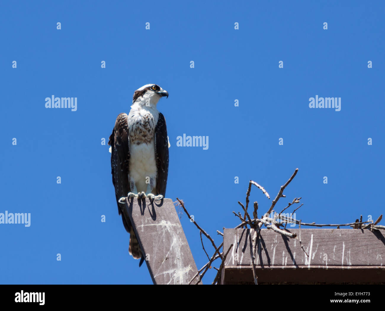 Male osprey bird, Pandion haliaetus, perched on its nest in spring Stock Photo