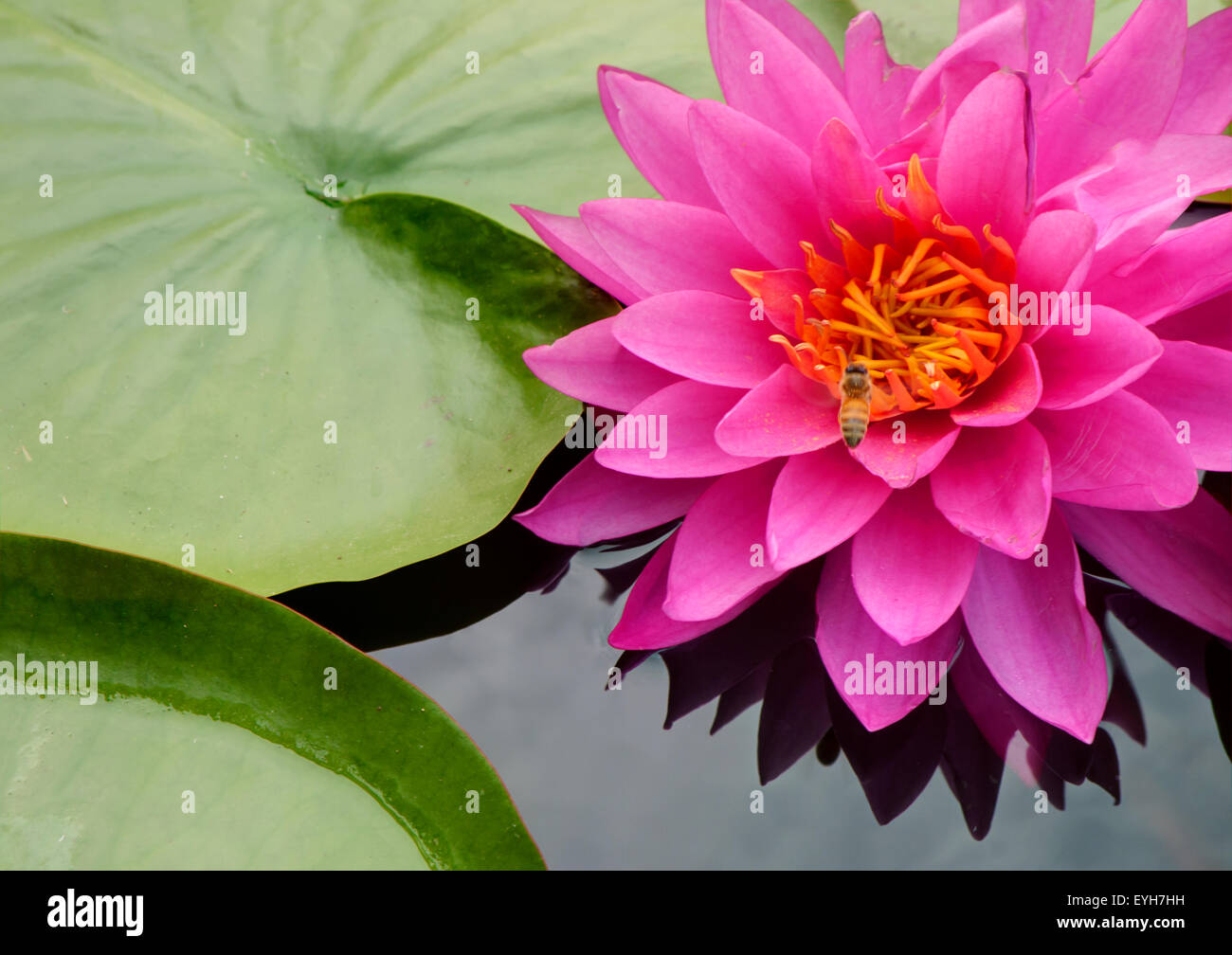 Lotus flower on the water. Stock Photo