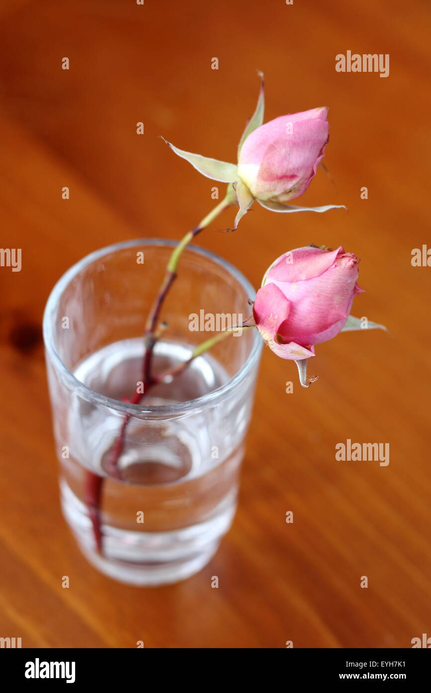 Rosebuds hires stock photography and images Alamy