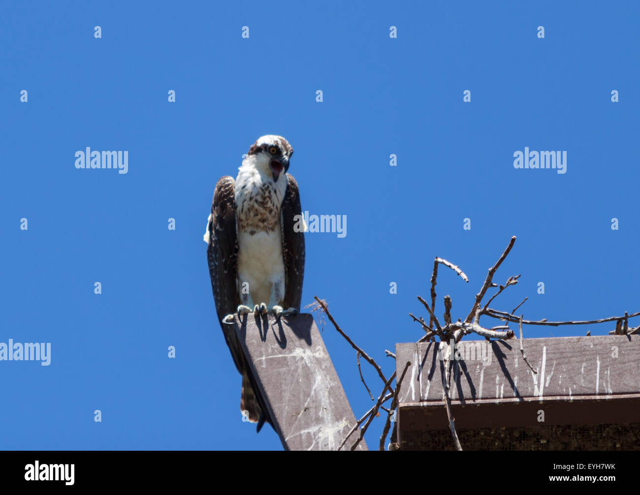 Male osprey bird, Pandion haliaetus, perched on its nest in spring Stock Photo