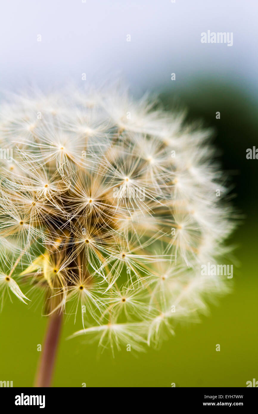 Closeup dandelion flower growing hi-res stock photography and images ...