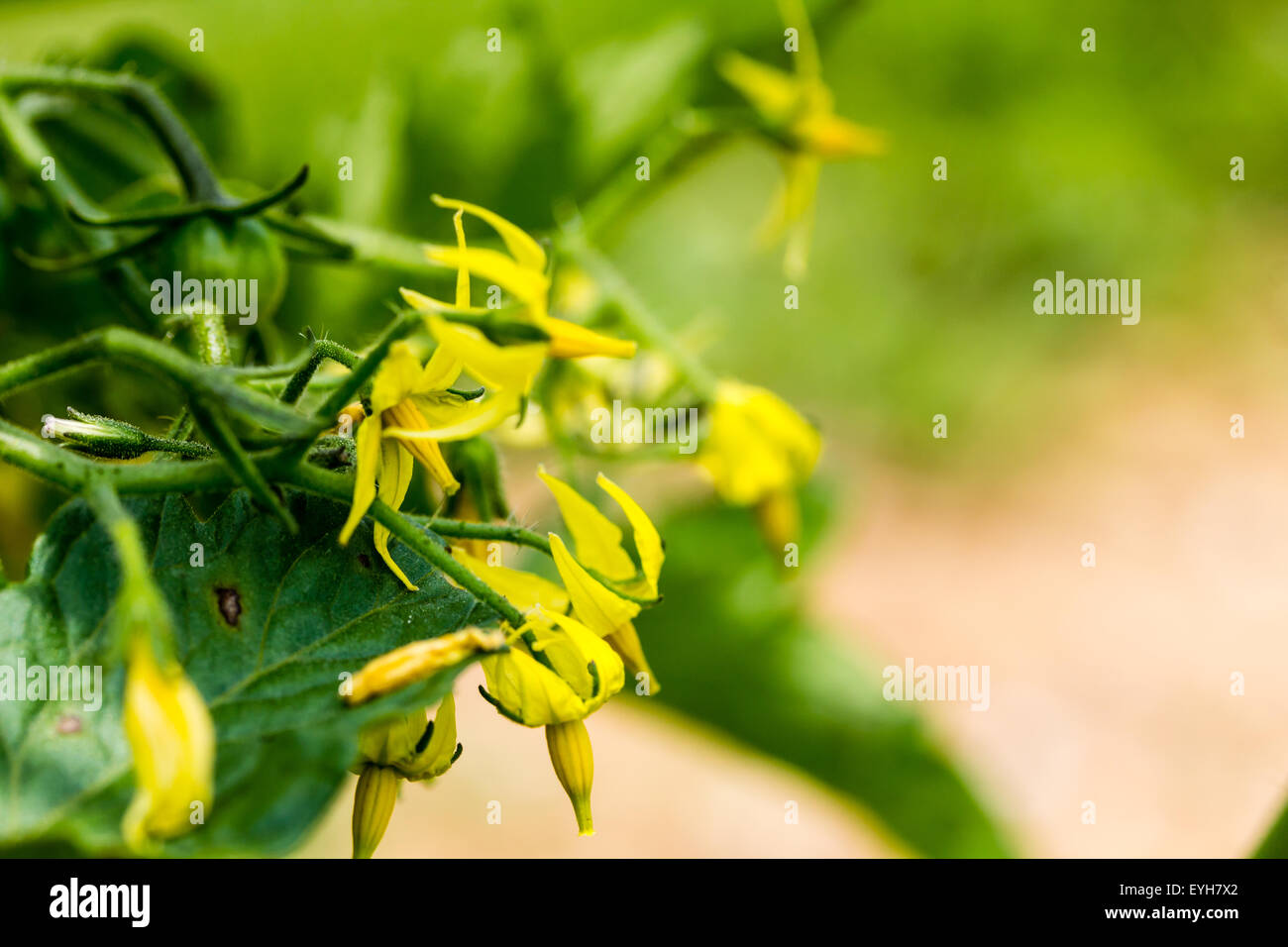 A closeup of yellow tomato plant flowers blooming Stock Photo Alamy
