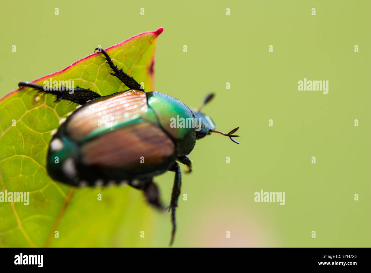 Japanese Beetle Popillia japonica on fruit tree leaf Stock Photo Alamy