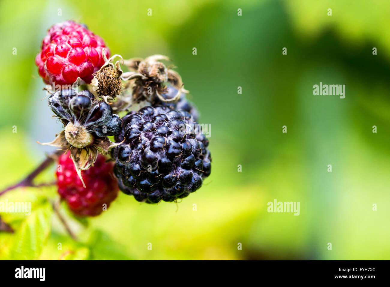 A closeup of a cluster of black raspberries ripening Stock Photo - Alamy