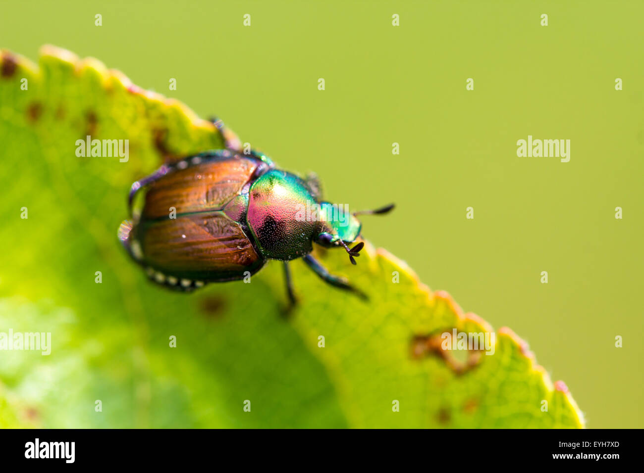 Popillia japonica tree hi-res stock photography and images - Alamy
