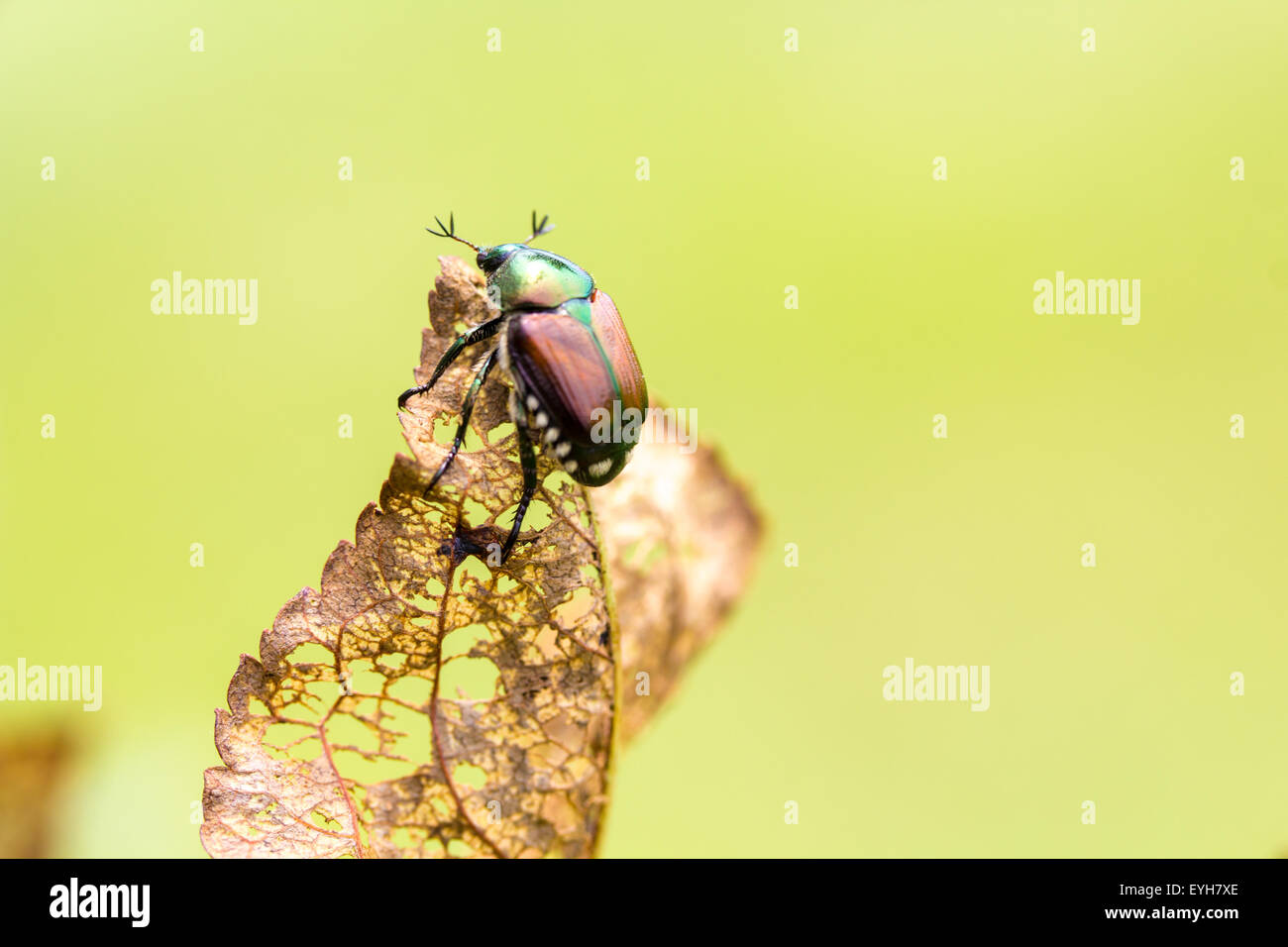 Popillia japonica tree hi-res stock photography and images - Alamy