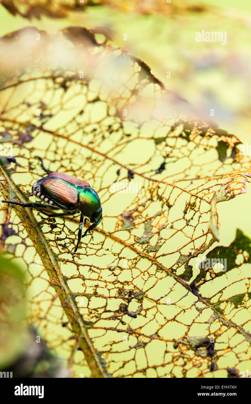 Japanese Beetle Popillia japonica on fruit tree leaf Stock Photo Alamy