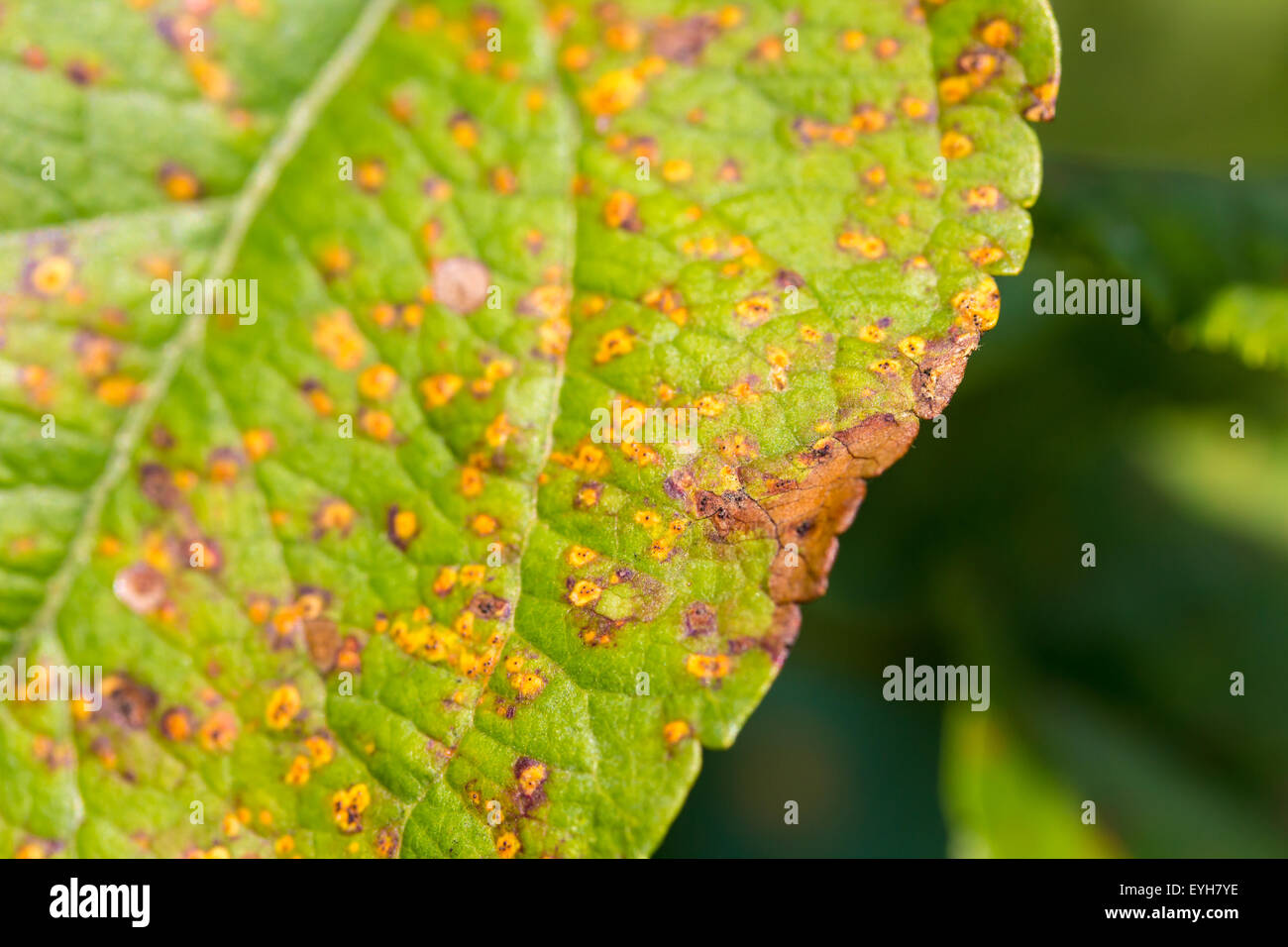 Disease spots on a closeup of a leaf. Stock Photo