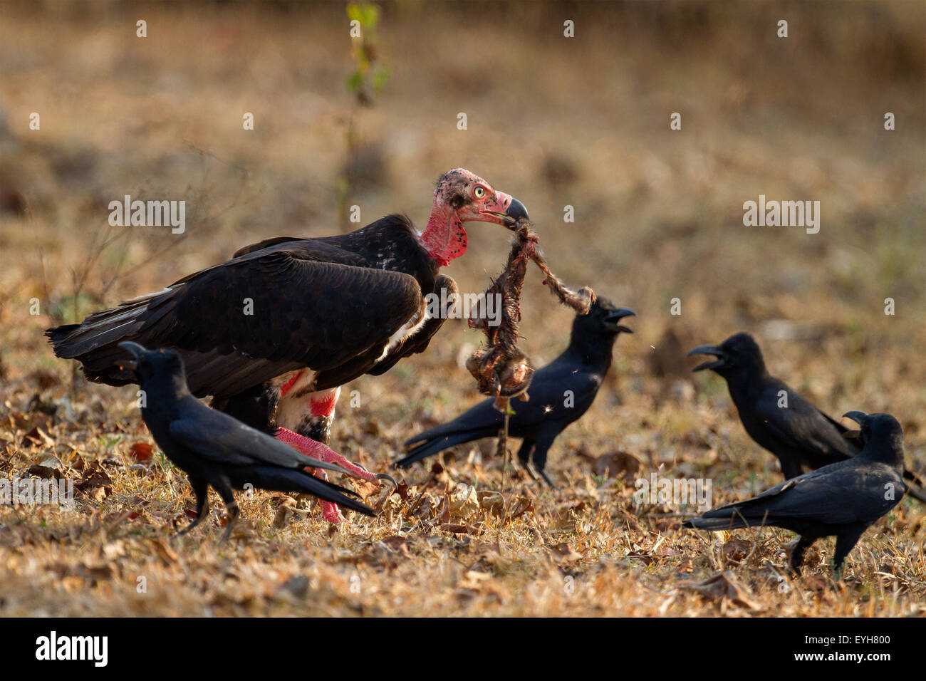 A Red-headed Vulture feeding on a baby langur carcass amidst protests from some jungle crows Stock Photo