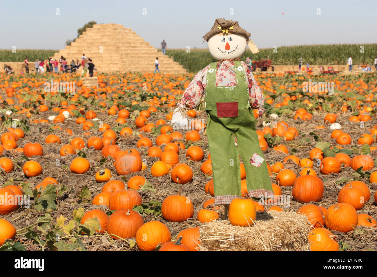 Scarecrow in autumn pumpkin field Stock Photo - Alamy