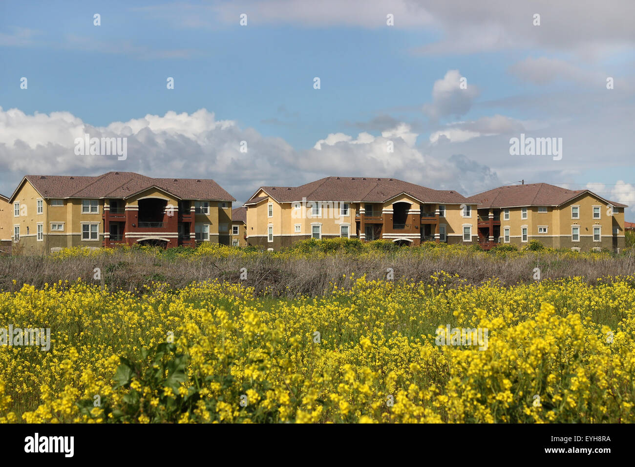 Row of apartments behind spring flower field Stock Photo