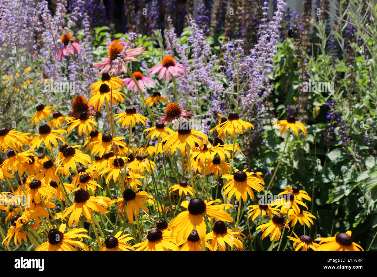Wild flower garden Stock Photo Alamy