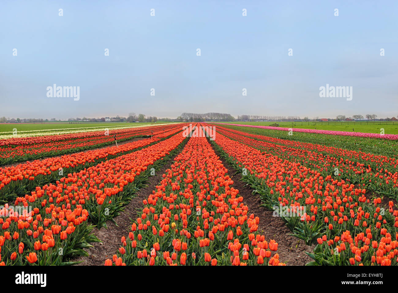 Rows of colorful tulips on farm in Holland Stock Photo - Alamy