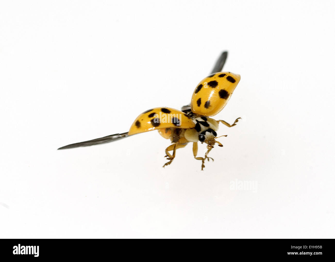 Japanischer marienkaefer hi-res stock photography and images - Alamy