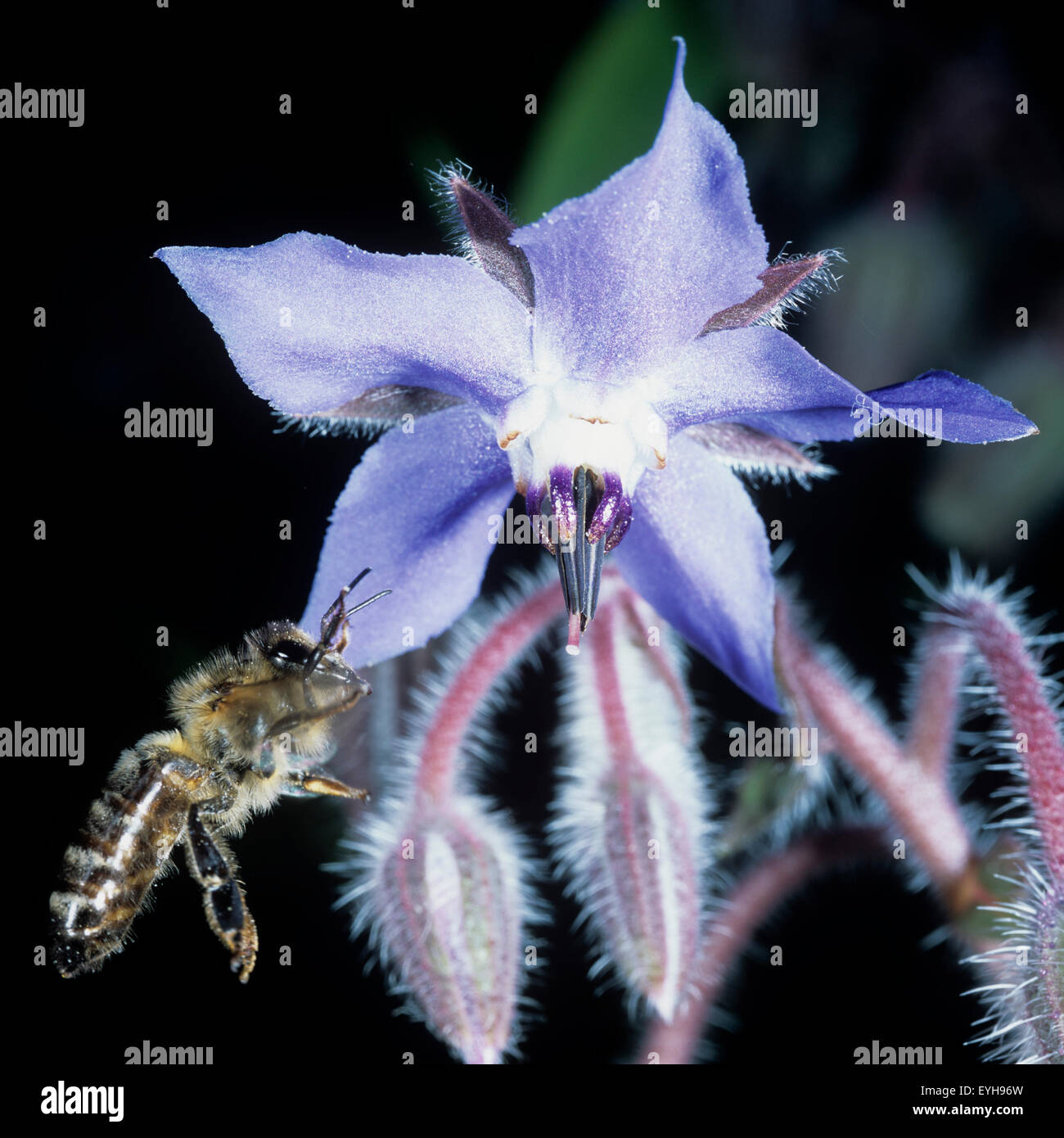 Biene; Anflug, Borretschbluete, Bee; tinge; Stock Photo