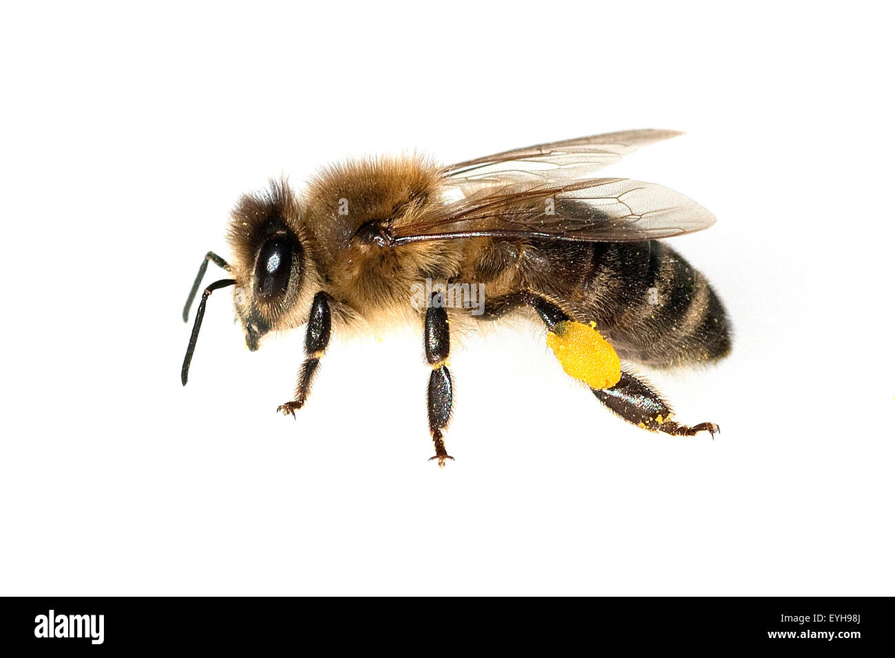 Biene; Pollenhoeschen, Stock Photo