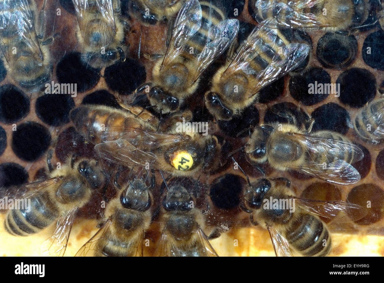 Biene; Apis mellifera; Honigbiene, Bienenkoenigin, Stock Photo