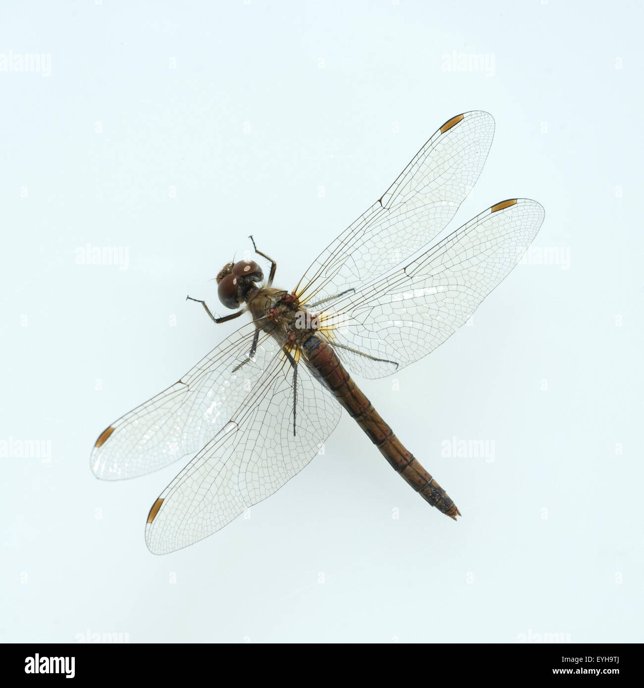 Blutrote, Heidelibelle, Sympetrum, sanguineum, weibliche, Stock Photo