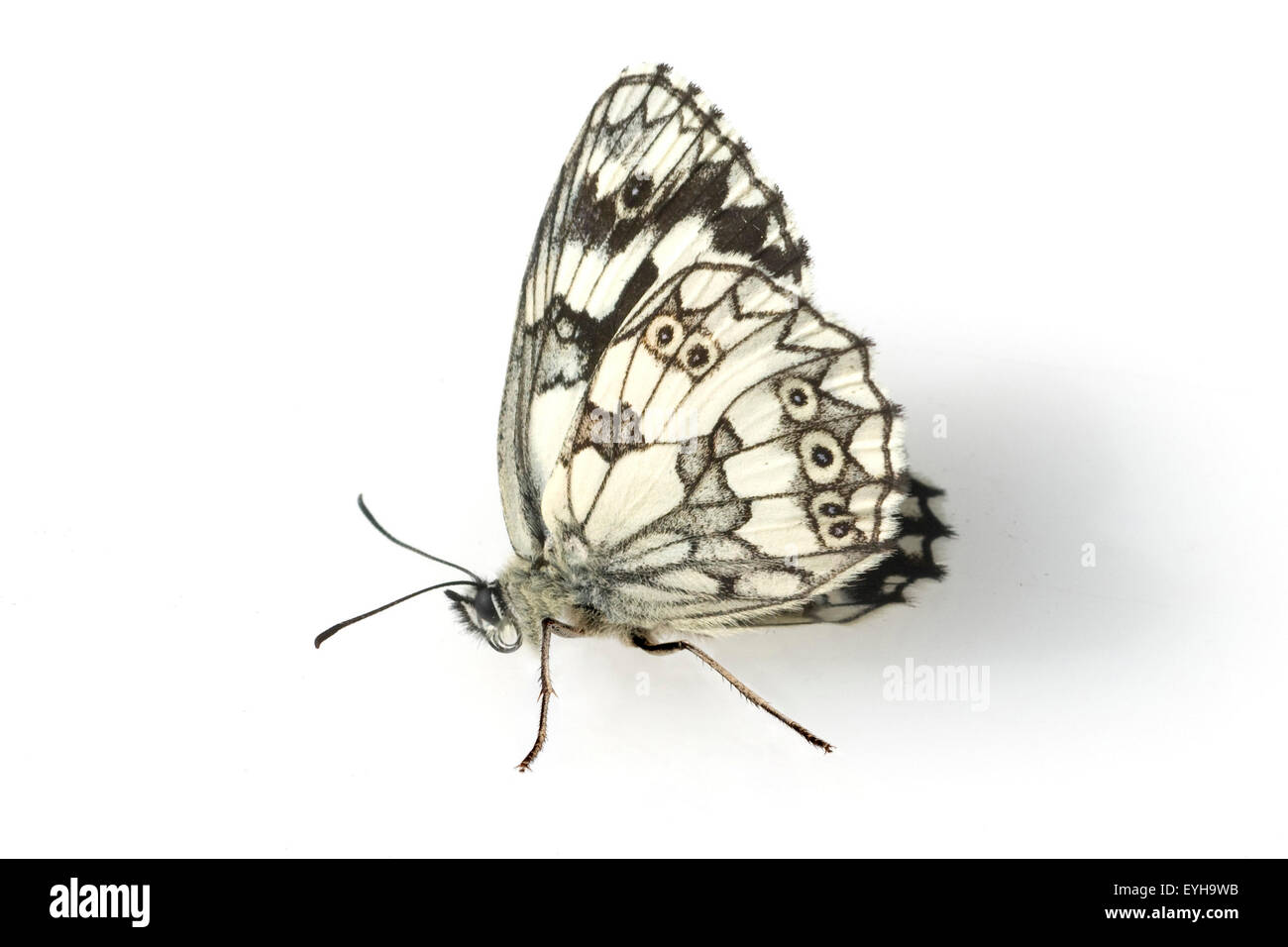 Schachbrettschmetterling, Damenbrettschmetterling, Schachbrett, Damenbrett, Melanargia, galathea, Stock Photo