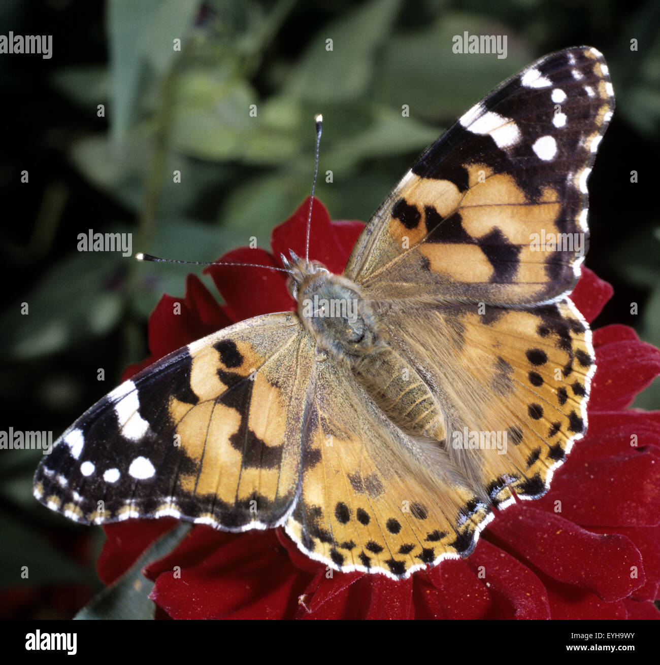 Distelfalter, Cynthia, cardui, Insekt Stock Photo - Alamy