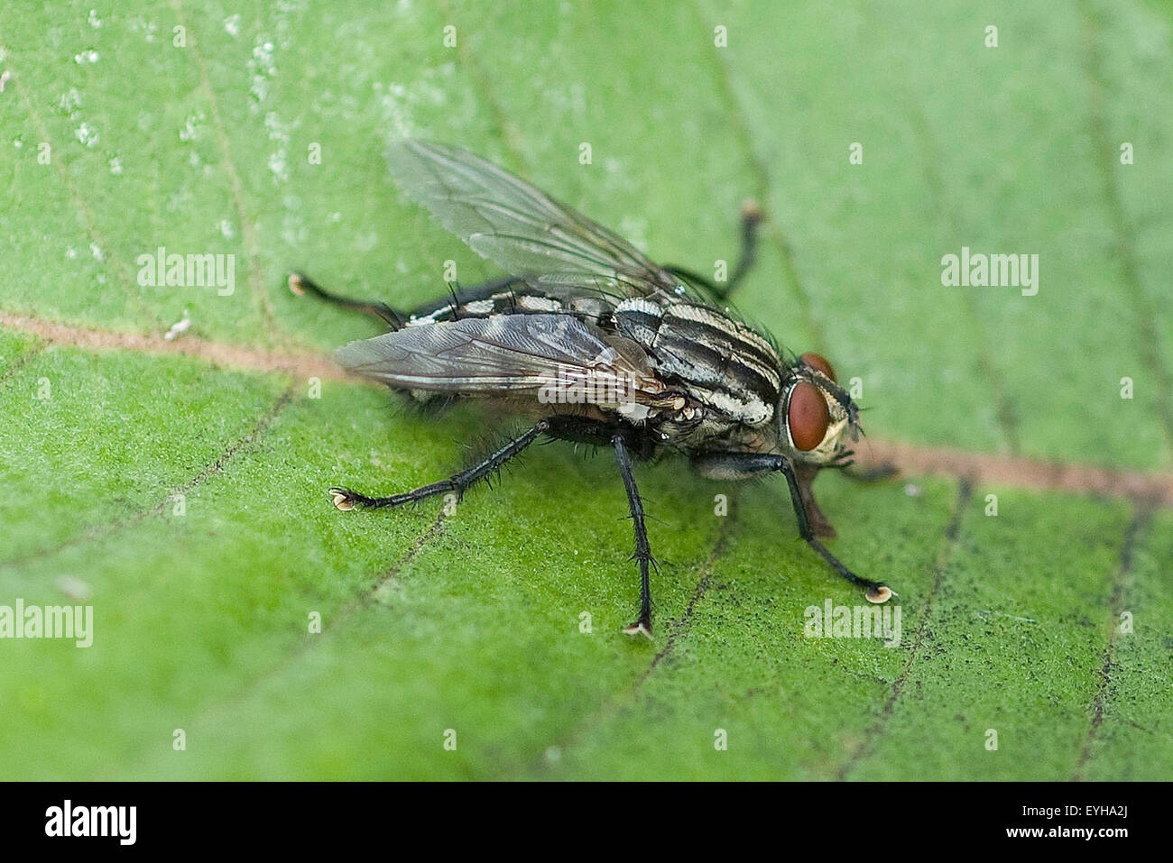 Schmeissfliege, Fliege, Calliphora, vicina, Stock Photo