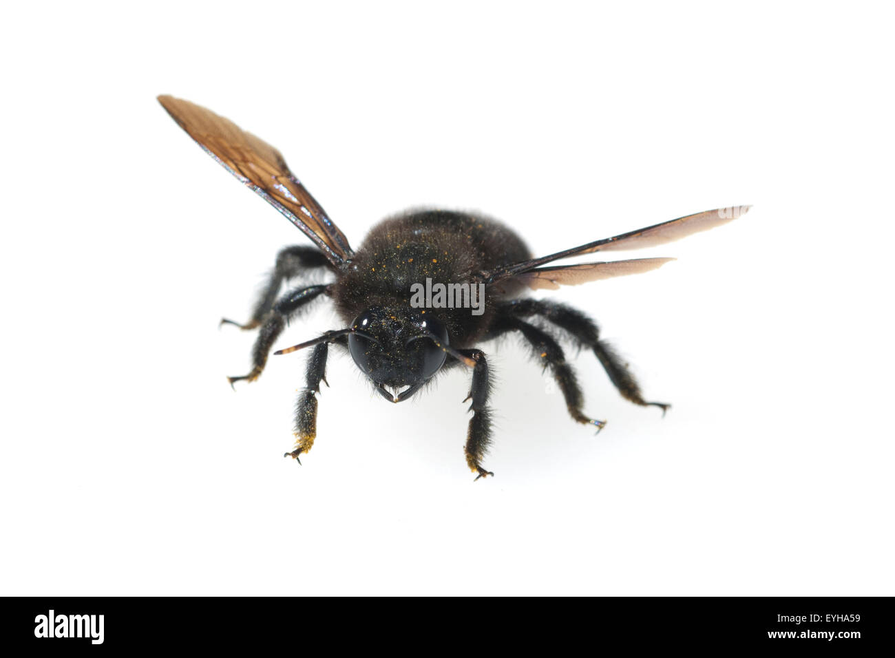 Holzbiene; Xylocopa; violacea Stock Photo